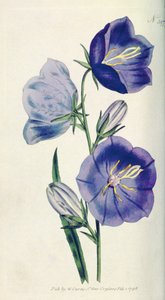 Campanula color pesca (Campanula persicifolia var. maxima), tavola 397 da William Curtis The Botanical Magazine, pub. 1792